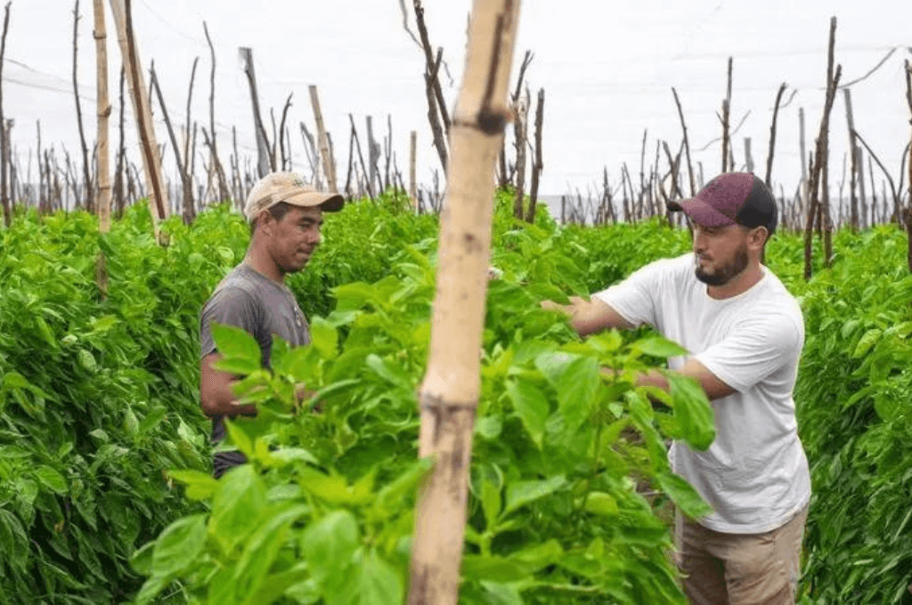 El hondureño Eduardo Flores y su parcela de chiles en La Venta, Francisco Morazán.