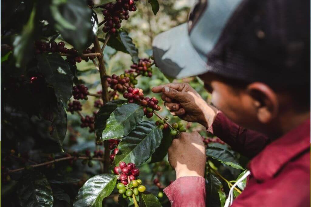La pasión del café hondureño, un tesoro de tradición y sabor