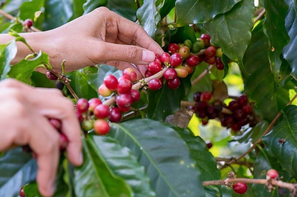 café Hondureño